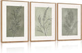 CHDITB Botanical Sage Leaf Framed Canvas Wall Art Set Of 3, Minimalist Wall Decor, Boho Nature Floral Greenery Wall Painting, Neutral Botanical Plant Art Prints For Dining Room Bedroom Decor 12”X16”