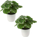 Briful 2 PCS Artificial Potted Alocasia Begonia Calathea Plants Mini Fake Plants in Plastic Pot Small Greenery Faux Plants Indoor for Home Office Desk Room Table Bathroom Bedroom Decorations