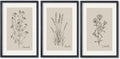 TQianJiang Set Of 3 Framed Vintage Botanical Prints Wall Art 16"×11" Wildflower Pictures Wall Decor for Bedroom Bathroom Living Room Minimalist Line Drawing Neutral Tones Wall Hanging (Black)
