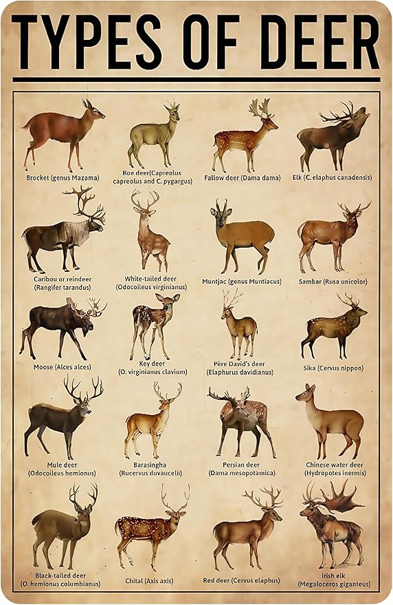 Deer Gifts Types of Deer Vintage Tin Sign for Home Office Farmhouse Man Cave Classroom Wall Art Decor 8x12 Inch (3169)