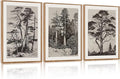CHDITB Vintage Sketch Pine Tree Framed Canvas Wall Art Set Of 3, Antique Wilderness Forest Wall Decor, Nature Botanical Wall Painting, Modern landscape Art Prints for Living Room Bedroom(12X16 Inch)